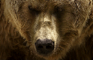 Der Bär, Verbündeter in der Kräutermedizin