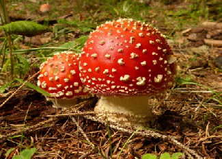 Amanita-Muscaria - Der Fliegenpilz