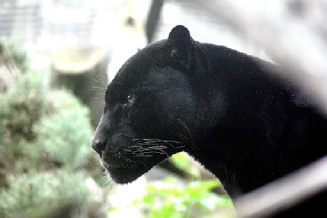 Panther - Symbol für die Madre Panther - Symbol für die Madre