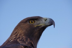 Steinadlerkopf Steinadlerkopf