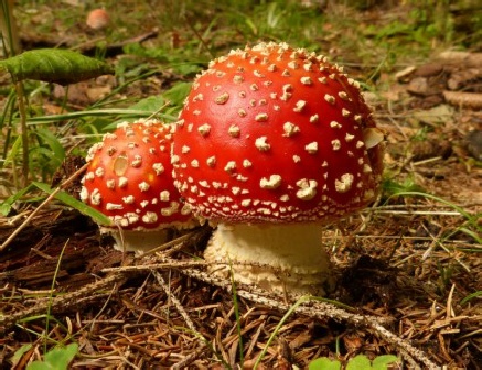 Zwei Amanitas