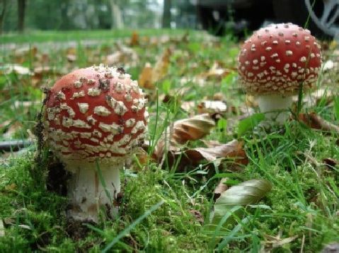 Amanita