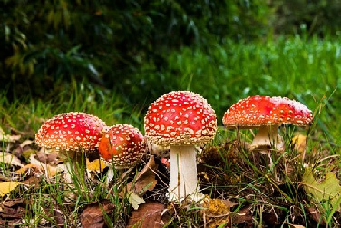 Amanita Muscaria - Hoher Spirit.