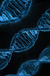 In der Form der Spirale: Die Genstruktur