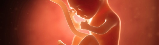 Fetus und pränatale Situation