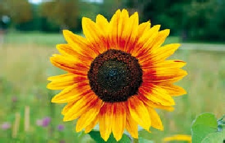 Seelenbild Sonnenblume