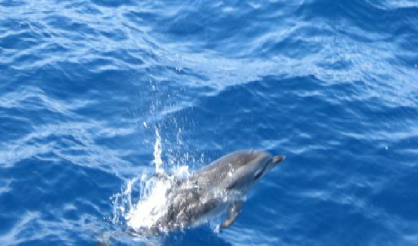 Delfin