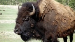 Krafttier Büffel