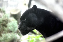 Panther: Spirit in der Mesa