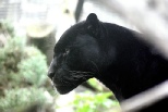 Krafttier Panther