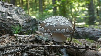 Amanita Panterina