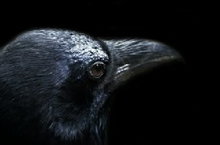 Raven