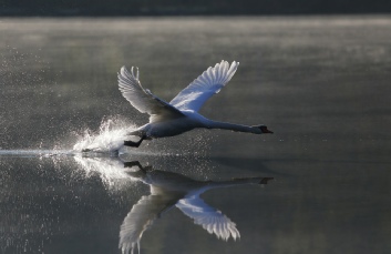 Der Mut zum Flug