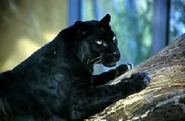 Begleiter der Mesa: Der Panther