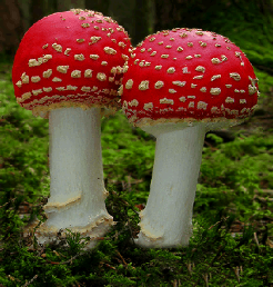 Geschwister Amanita