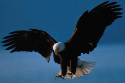 Weisskopfseeadler - ein schamanisches Krafttier