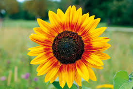 Seelenbild Sonnenblume