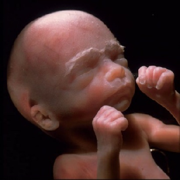 Fetus im Mutterleib