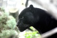 Panther: Spirit in der Mesa