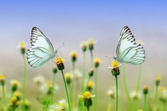 Schmetterlinge auf gleicher Augenhöhe