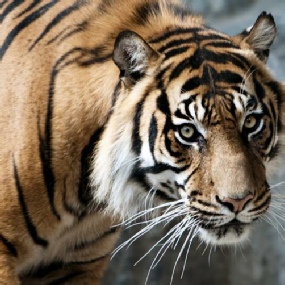 Tiger als Symbol für Gefahr