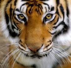 Der Tiger: Ausdruck für Souveränität
