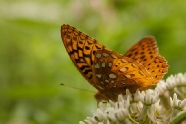 Die Raupe ist tot - es lebe der Schmetterling!